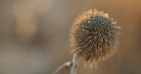 Dried globe thistle outside at sunset, macro shot, shallow depth of field. Stock Footage 125766376