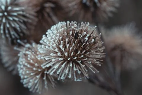 Dried globe thistle Stock Photos