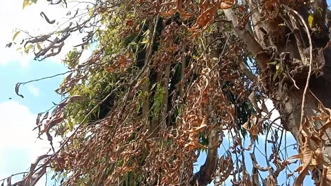 Dried glodok leaves decorate the tree branches. Stock-Footage 341479739