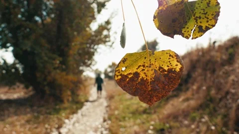Dried golden leaf on tree in autumn next to hiking trail with hiker walking Stock-Footage 256596891