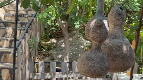 Dried gourd (susak) Stock Footage 312330490