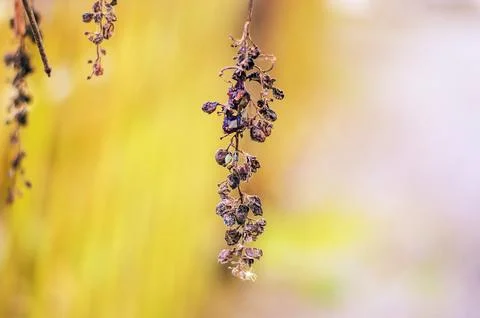 Dried grape cluster hanging with a soft yellow and purple bokeh background Stock Photos