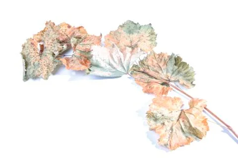 Dried Grape Leaves Stock Photos