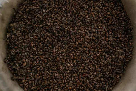 Dried grape seeds surface as a background Stock Photos