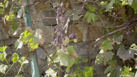 Dried grapes on a branch, drought Stock Footage 124281201