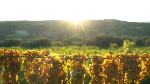 Dried grapes sun Stock Footage 104881857