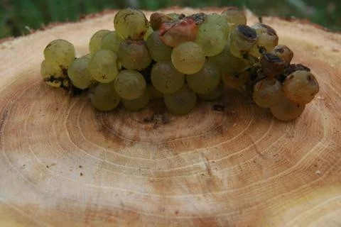Dried Grapes On A Tree Trunk Stock Photos