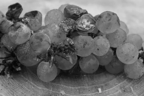 Dried Grapes On A Tree Trunk Stock Photos