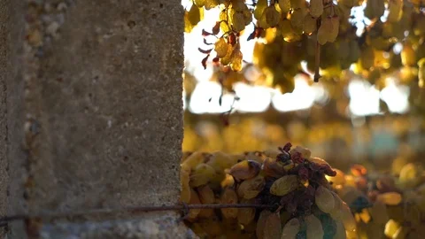 Dried grapes in vineyard Stock Footage 104883489