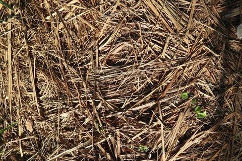 Dried Grass Abstract Pattern with Sprouts of Green Amidst the Brown Stock Photos