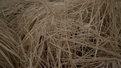 Dried grass and straw found in a natural setting, showcasing the beauty of rural Stock Footage 305281774