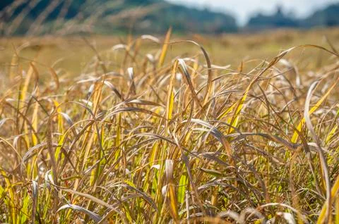 Dried grass in autumn Foto stock