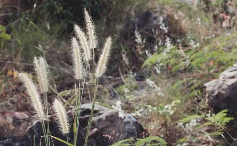Dried Grass Background Stock Photos