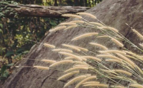 Dried Grass Background Stock Photos