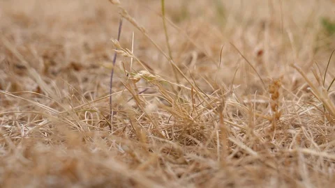 Dried grass background. Small insect climbing Видео 96329810