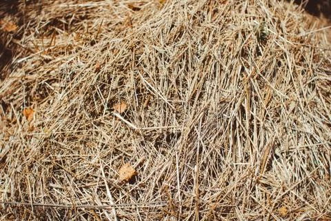 Dried grass in bales Stock Photos
