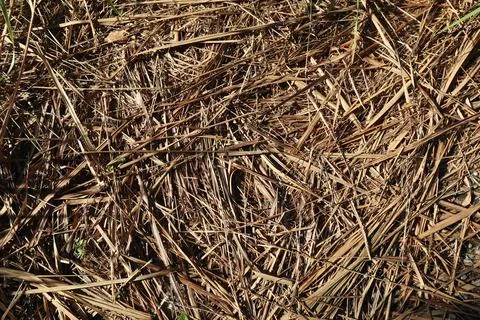 Dried Grass Blades Creating an Abstract Pattern on the Ground Surface Stock Photos