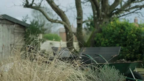 Dried grass blowing gently on an overcast winter day Stock Footage 181996308