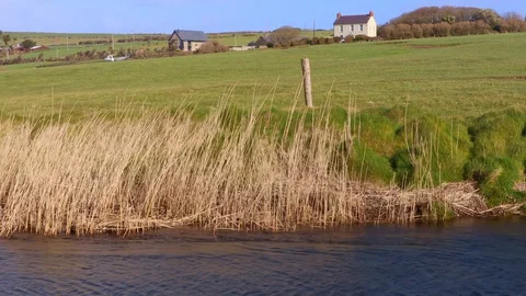 Dried grass blowing by stream on windy day Stock Footage 129497595