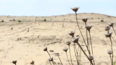 Dried grass in the desert Vídeo Stock 69964546