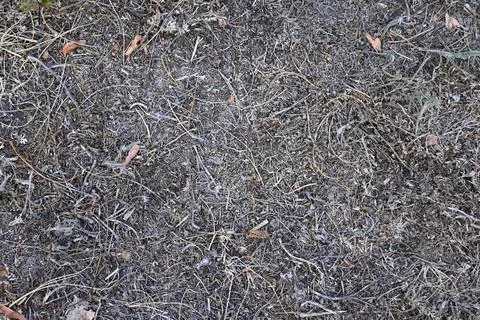 Dried grass during a summer drought Stockfoto's