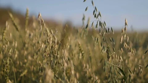 Dried grass in field Vidéo 78371190