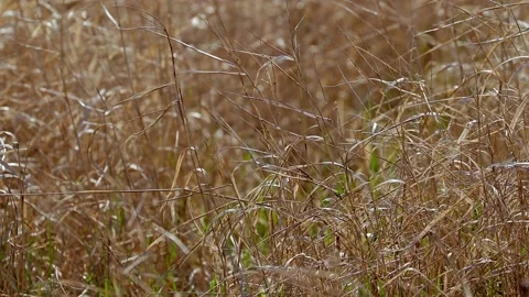 Dried grass in a field sways in the wind on a sunny spring day Video stock 170007570