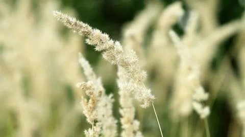 Dried grass. Stock Footage 8678051