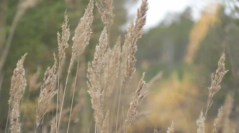 Dried grass Stock Footage 28631465