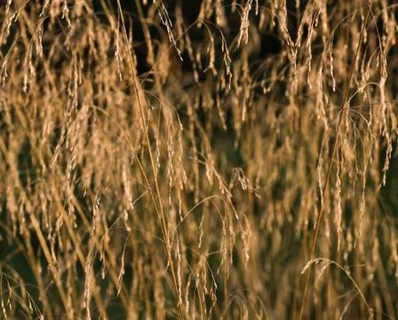Dried grass with limited focus Stock Photos