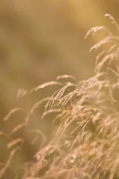 Dried grass with limited focus Stock Photos