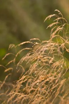 Dried grass with limited focus Stock Photos