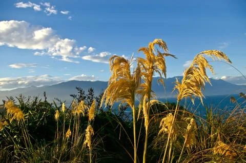 Dried grass on the mountains Foto stock