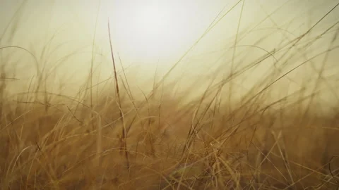 Dried grass moves under the influence of the wind on a morning autumn day. B Stock Footage 271148259
