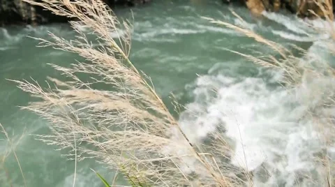 Dried grass moving in wind near Cijiawan river in Taichung, Taiwan. Stock Footage 64120364