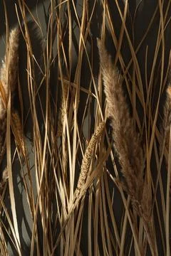 Dried grass pattern in sunlight shadows on dark background. Aesthetic neutral 写真素材
