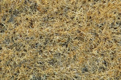 Dried grass Stock Photos