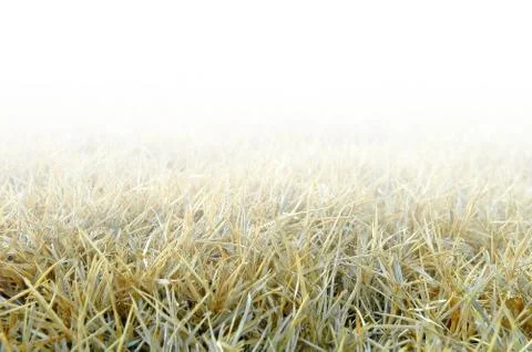 Dried grass Stock-Fotos