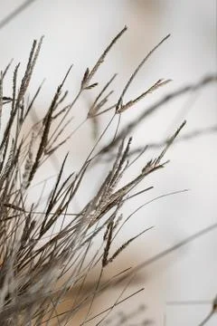 Dried grass Stock Photos