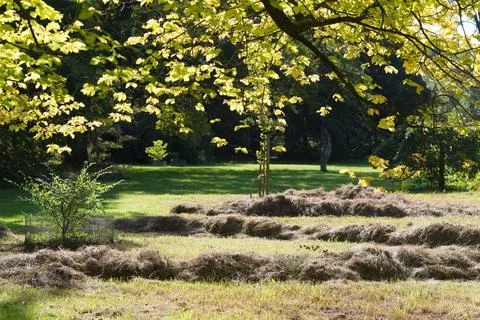 Dried grass Stock Photos