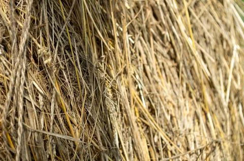 Dried grass in the rays of the setting sun Stock Photos