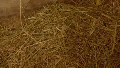 Dried grass in rural sauna interior. Hayloft, rest room in old bathhouse. Stock Footage 221942356
