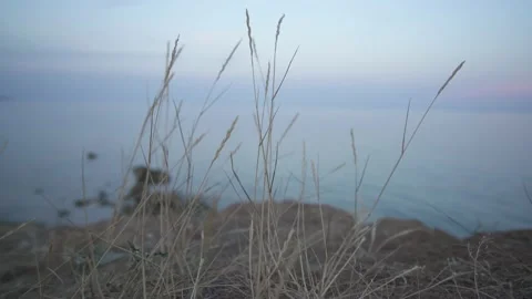 Dried grass by the sea Video stock 136193737
