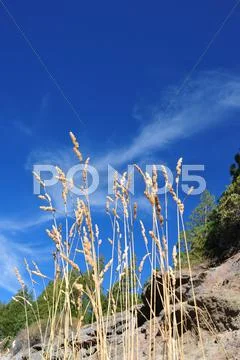 Dried grass seed stalks and blue sky Stock Photos