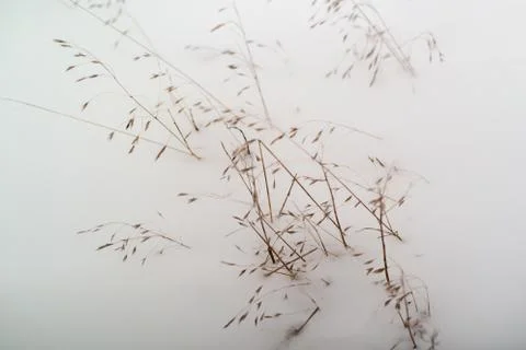 Dried grass on snow background Stock-Fotos