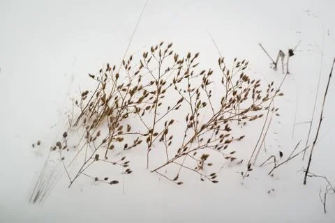 Dried grass on snow background Stock Photos