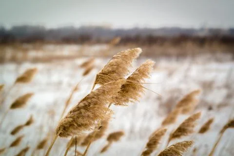 Dried grass on snow background Stock-Fotos