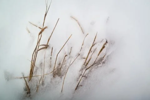 Dried grass on snow background Stock Photos