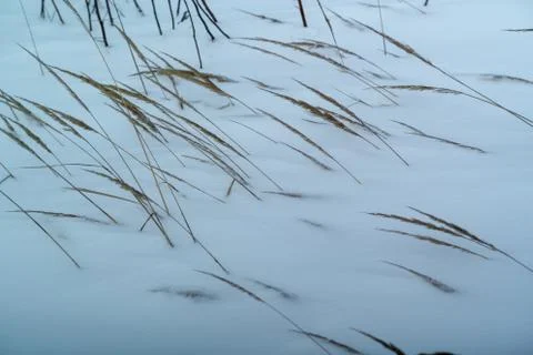 Dried grass on snow background Stock Photos
