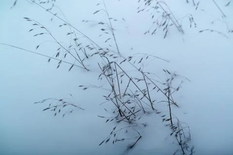 Dried grass on snow background Stock Photos